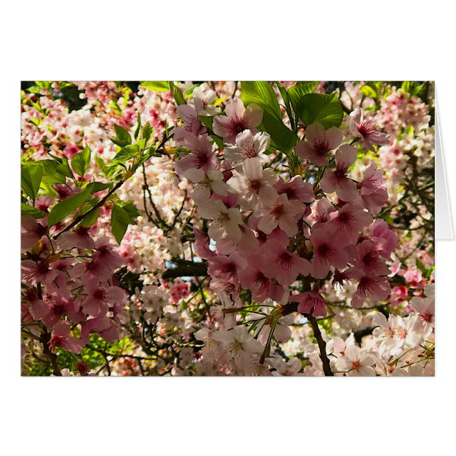 Sakura Cherry Blommar #3-kort Hälsningskort (Framsidan Horizontal)