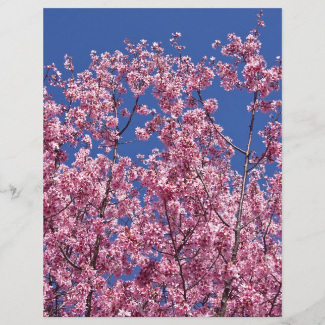 Sakura Cherry-Blommar in to Blue (Framsida)