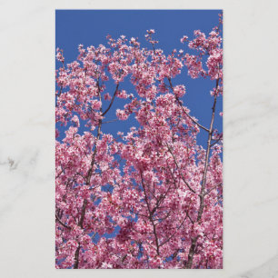 Sakura Cherry-Blommar in to Blue Brevpapper