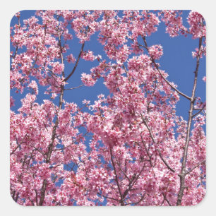 Sakura Cherry-Blommar in to Blue Fyrkantigt Klistermärke