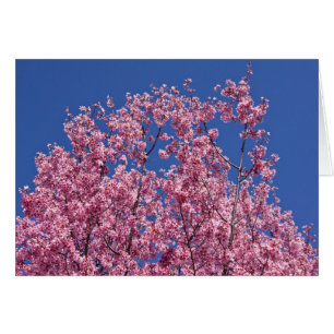 Sakura Cherry-Blommar in to Blue Hälsningskort