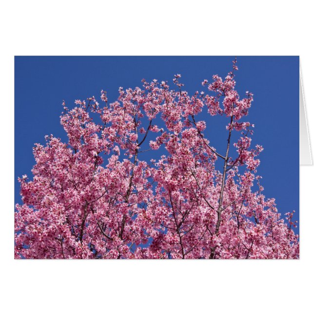 Sakura Cherry-Blommar in to Blue Hälsningskort (Framsidan Horizontal)