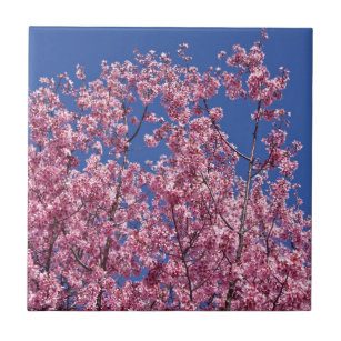 Sakura Cherry-Blommar in to Blue Kakelplatta