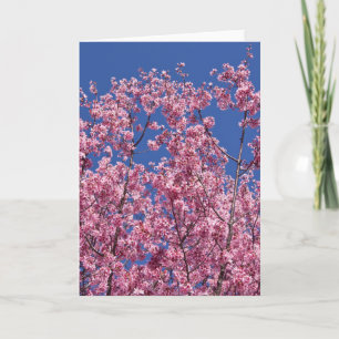 Sakura Cherry-Blommar in to Blue Kort