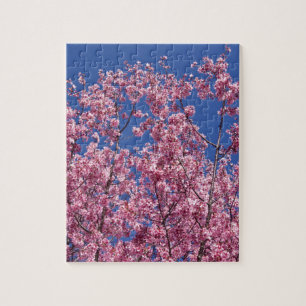 Sakura Cherry-Blommar in to Blue Pussel