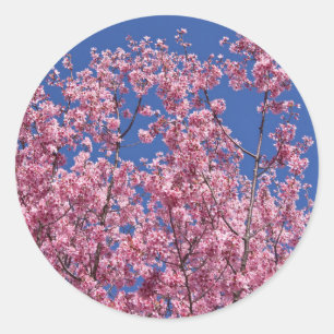 Sakura Cherry-Blommar in to Blue Runt Klistermärke