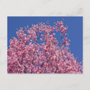 Sakura Cherry-Blommar in to Blue Vykort
