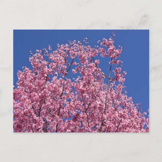 Sakura Cherry-Blommar in to Blue Vykort (Framsida)