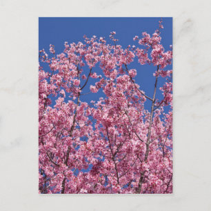 Sakura Cherry-Blommar in to Blue Vykort