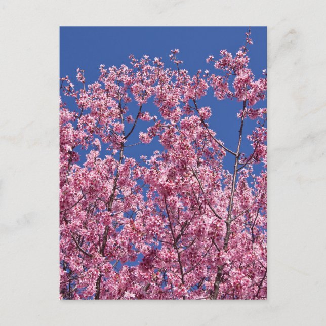 Sakura Cherry-Blommar in to Blue Vykort (Framsida)