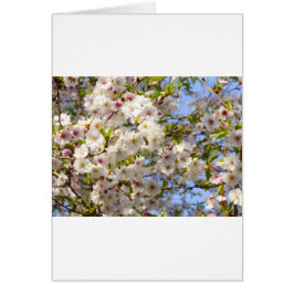 Sakura Cherry Blommar Japan Kyoto Hälsningskort
