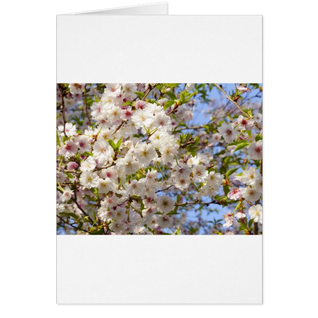 Sakura Cherry Blommar Japan Kyoto Hälsningskort (Framsidan)