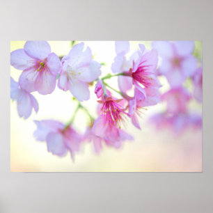 Sakura Cherry Blommar Rosa and White Blommigt Poster