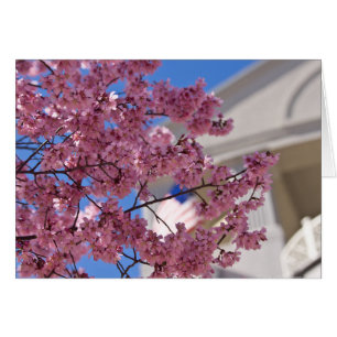 Sakura Cherry Blommars Americana Hälsningskort