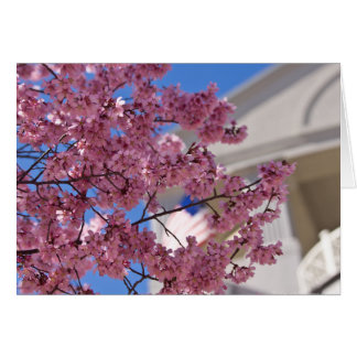 Sakura Cherry Blommars Americana Hälsningskort