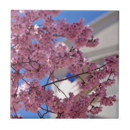 Sakura Cherry Blommars Americana Kakelplatta