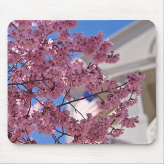Sakura Cherry Blommars Americana Musmatta