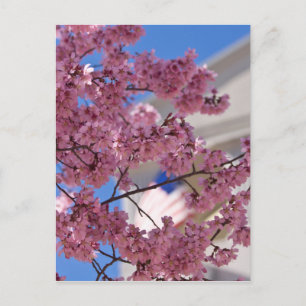 Sakura Cherry Blommars Americana Vykort