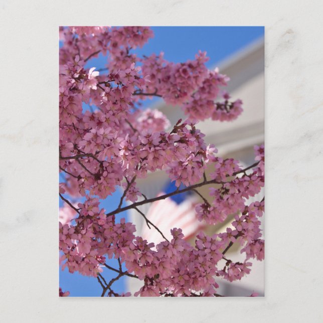 Sakura Cherry Blommars Americana Vykort (Framsida)