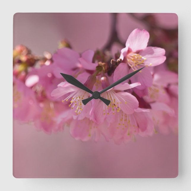 Sakura Cherry Blommars Delikat Rosa Bouquet Fyrkantig Klocka (Framsida)