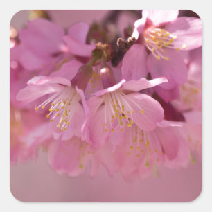 Sakura Cherry Blommars Delikat Rosa Bouquet Fyrkantigt Klistermärke