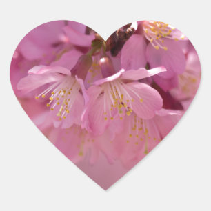 Sakura Cherry Blommars Delikat Rosa Bouquet Hjärtformat Klistermärke