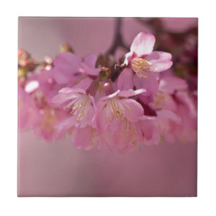 Sakura Cherry Blommars Delikat Rosa Bouquet Kakelplatta