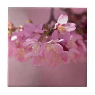 Sakura Cherry Blommars Delikat Rosa Bouquet Kakelplatta