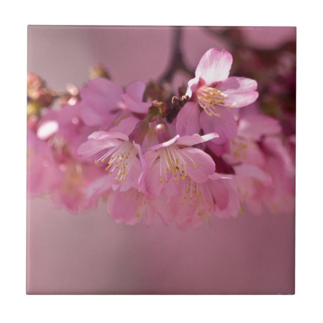 Sakura Cherry Blommars Delikat Rosa Bouquet Kakelplatta (Framsidan)