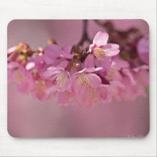Sakura Cherry Blommars Delikat Rosa Bouquet Musmatta