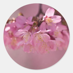 Sakura Cherry Blommars Delikat Rosa Bouquet Runt Klistermärke