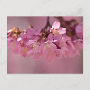 Sakura Cherry Blommars Delikat Rosa Bouquet Vykort