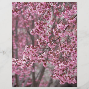 Sakura Cherry Blommars Flowing Rosa