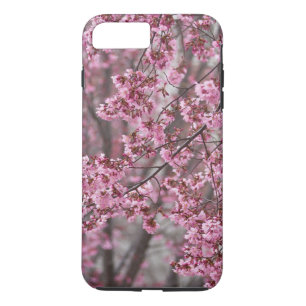 Sakura Cherry Blommars Flowing Rosa