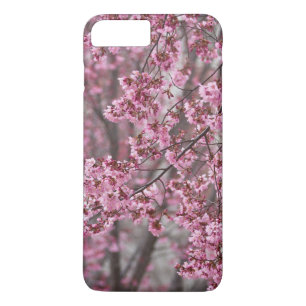 Sakura Cherry Blommars Flowing Rosa
