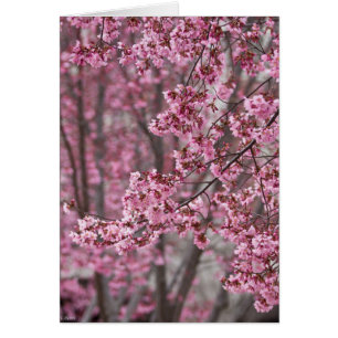 Sakura Cherry Blommars Flowing Rosa Hälsningskort