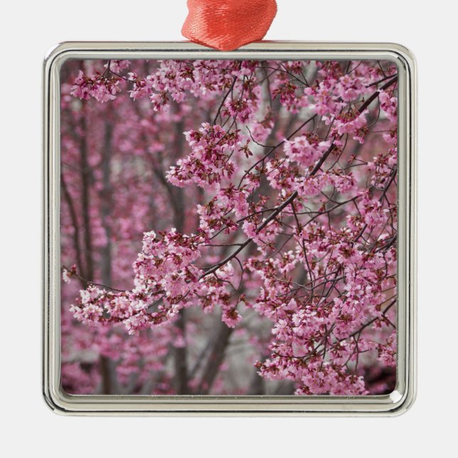 Sakura Cherry Blommars Flowing Rosa Julgransprydnad Metall (Framsidan)