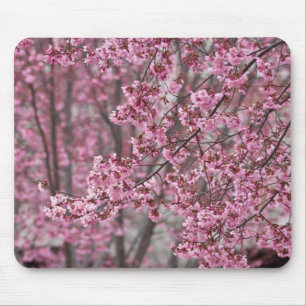 Sakura Cherry Blommars Flowing Rosa Musmatta