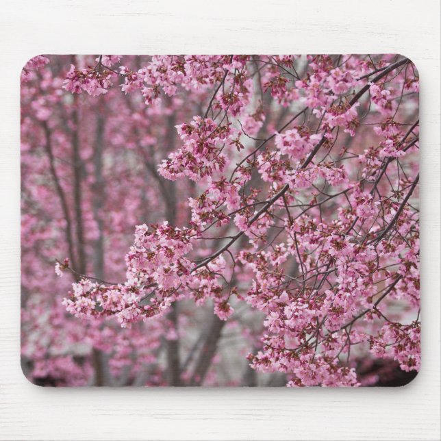 Sakura Cherry Blommars Flowing Rosa Musmatta (Framsidan)