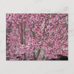 Sakura Cherry Blommars Flowing Rosa Vykort