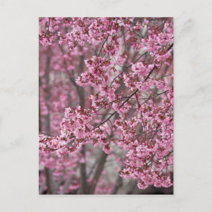 Sakura Cherry Blommars Flowing Rosa Vykort