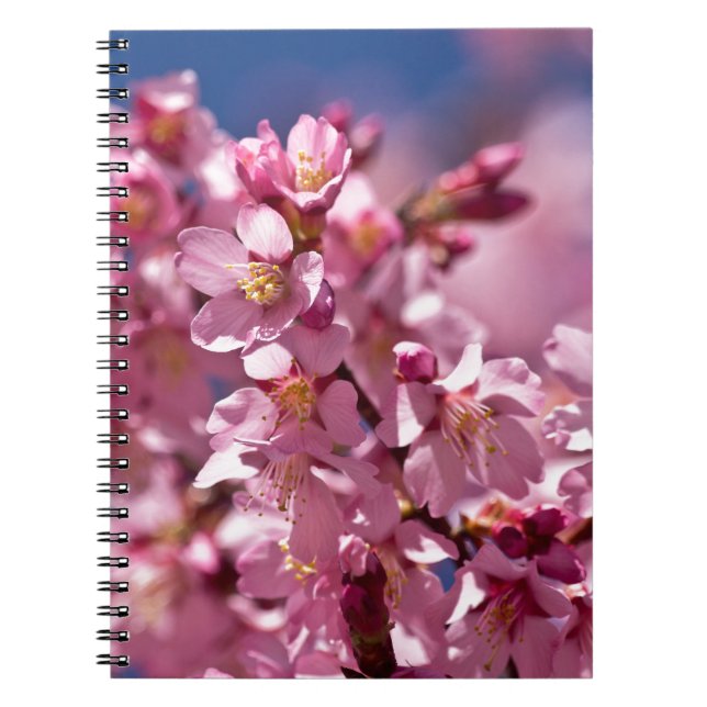 Sakura Cherry Blommars Kissed by Sunlight Anteckningsbok (Framsidan)