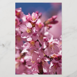 Sakura Cherry Blommars Kissed by Sunlight Brevpapper