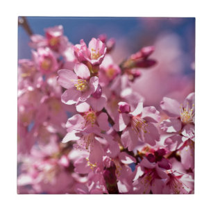 Sakura Cherry Blommars Kissed by Sunlight Kakelplatta