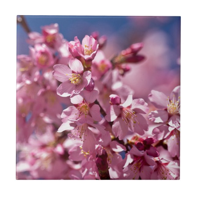 Sakura Cherry Blommars Kissed by Sunlight Kakelplatta (Framsidan)