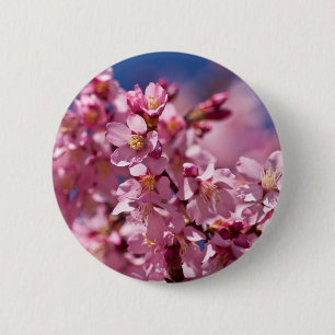 Sakura Cherry Blommars Kissed by Sunlight Knapp