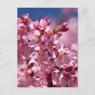 Sakura Cherry Blommars Kissed by Sunlight Vykort
