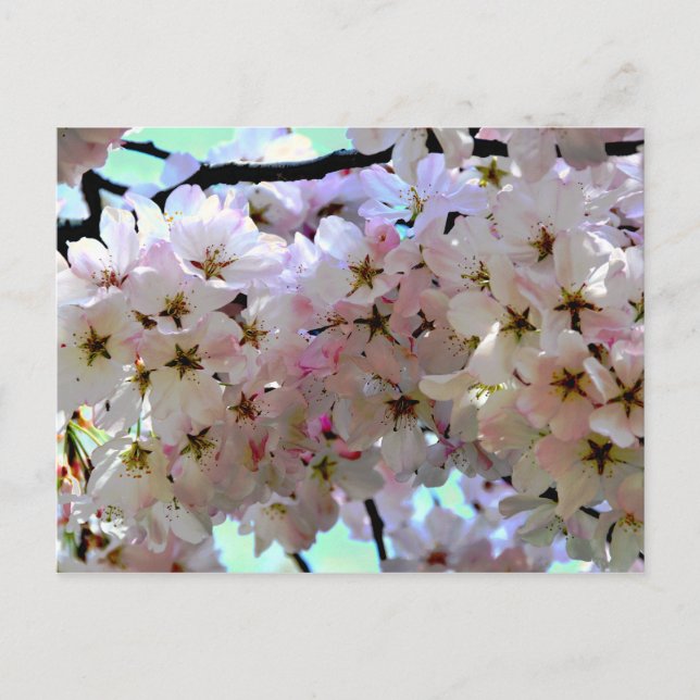 Sakura Cherry Blommars Postcard Vykort (Framsida)