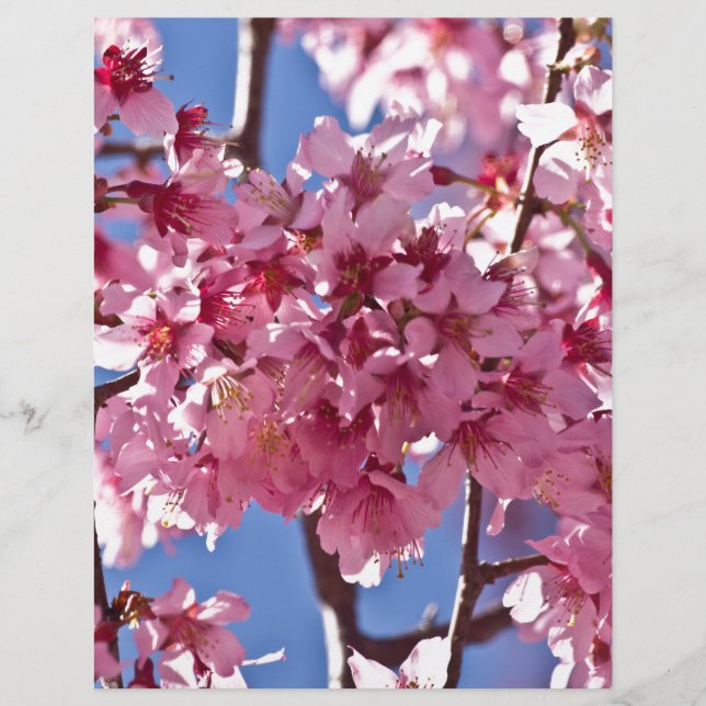 Sakura Cherry Blommars Red Stars (Framsida)