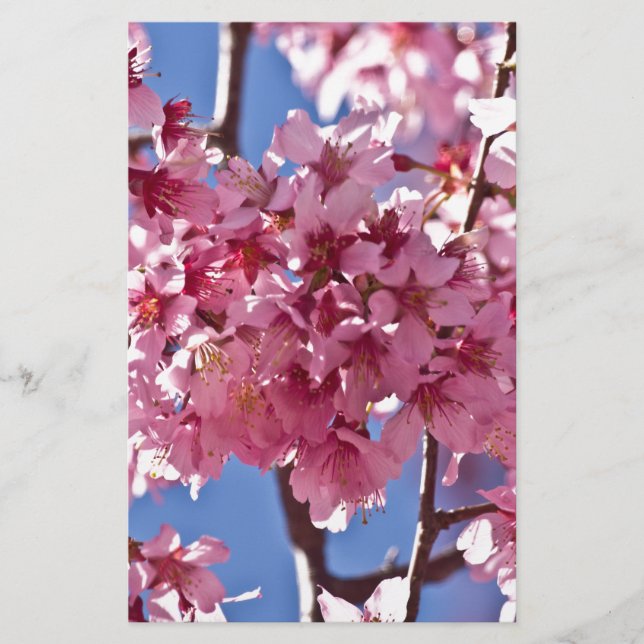 Sakura Cherry Blommars Red Stars Brevpapper (Framsida)